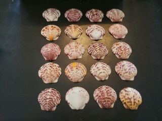 20 Large Colorful Scallop Sea Shells From Sanibel Island.