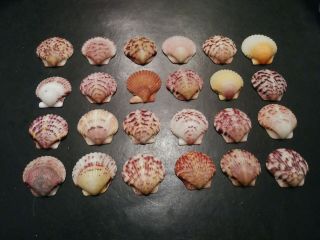 24 Vibrant Colored Scallop Sea Shells From Sanibel Island.