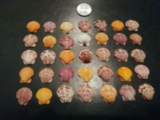 35 Bright Multi Colored Scallop Sea Shells From Sanibel Island.
