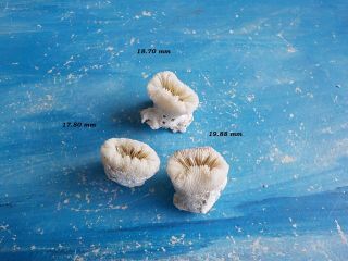 3 Small Corals From Greece