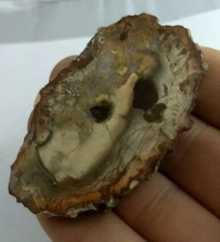 Awesome Petrified Wood Slice,  Both Sides Polished,  Madagascar,  40.  3 Grams