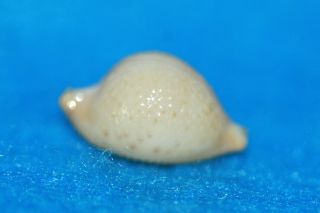 Cypraea Cicercula 18.  2mm Philippines - Shell