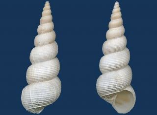 Shell Epitonium Magnifica L Seashell