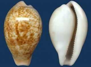 Shell Cypraea Achatidea Longinqua Dark Seashell