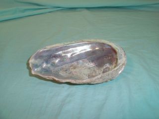 Vintage Mother Of Pearl Abalone Half Shell