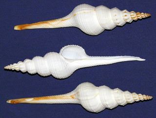 White Spindle Seashell Fusinus Colus Set Of (3) (4 " - 5 ") Shell Craft Supply