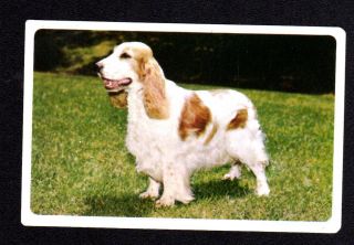 Vintage Swap Card - Golden Fleece Dog Series - Cocker Spaniel