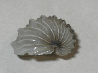 Seashell/argonaria Hians 39.  6mm.  Small