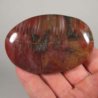 3.  1 " Petrified Wood Polished Fossil Palm Stone - Madagascar
