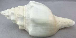 Triplofusus Papillosus,  Pleuroploca Gigantea,  Florida Horse Conch Seashell 10”