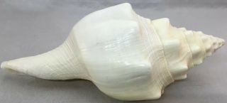 Triplofusus papillosus,  Pleuroploca gigantea,  Florida horse conch Seashell 10” 2