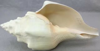 Triplofusus papillosus,  Pleuroploca gigantea,  Florida horse conch Seashell 10” 3