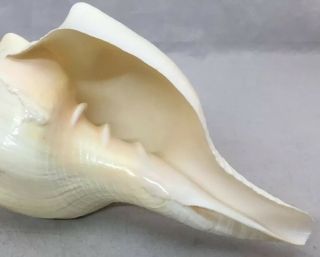 Triplofusus papillosus,  Pleuroploca gigantea,  Florida horse conch Seashell 10” 4