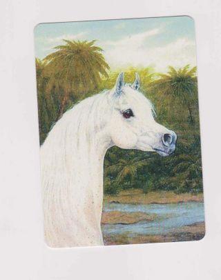 Swap Playing Cards 1 Pretty Grey Arab Horse