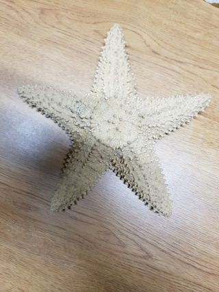 1 Large Starfish Seashell 9 Inch From Jamaica