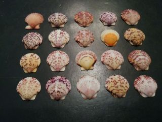 20 Multi Colored Fancy Scallop Sea Shells From Sanibel Island.