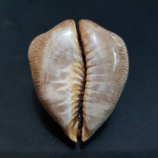 SEASHELL Fossil Barycypraea Ovata Caputviperae 39.  8 mm. 2