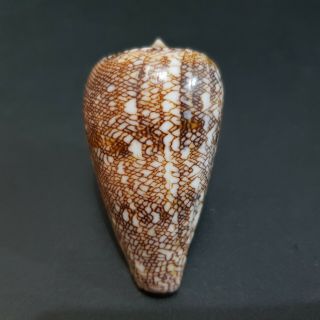 Seashell Conus Abbas Johnabbasi 58.  9 Mm.  Subspecies 2018.