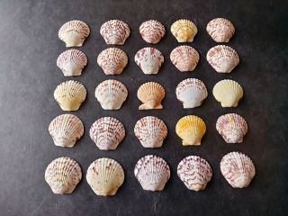25 Multi Colored Scallop Sea Shells From Sanibel Island