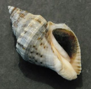 Stramonita Floridana Shell Seashell 40 Mm Florida