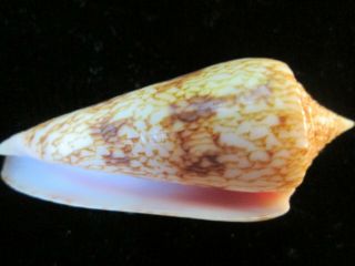 Conus neptunus 58 mm very pretty brown and white specimen,  displays very well. 2