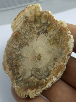 Awesome Petrified Wood Slice,  Both Sides Polished,  Madagascar,  65.  8 Grams