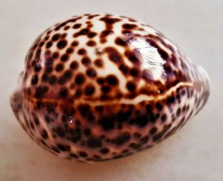 Seashell Cypraea Tigris Special Pattern Shell 2