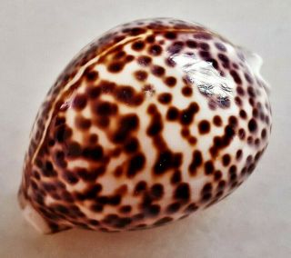 Seashell Cypraea Tigris Special Pattern Shell 3