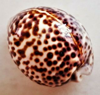 Seashell Cypraea Tigris Special Pattern Shell 4