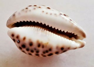 Seashell Cypraea Tigris Special Pattern Shell 5