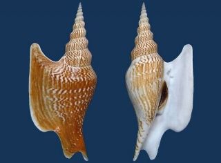 Shell Strombus Listeri Seashell