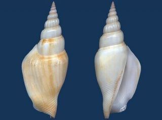Shell Strombus Vittatus Seashell