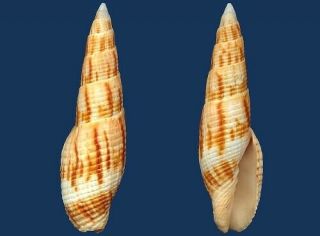 Shell Mitra Incompta L Seashell