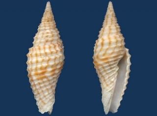 Shell Mitra Hrdlickai Seashell