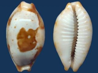 Shell Cypraea Stolida Crossei Seashell