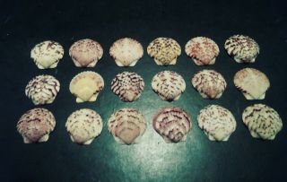 18 Large Multi Colored Scallop Sea Shells From Sanibel Island