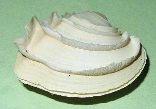 Australian Sea Shell - Veneridae - Bassina Disjecta - 35.  8mm 9395