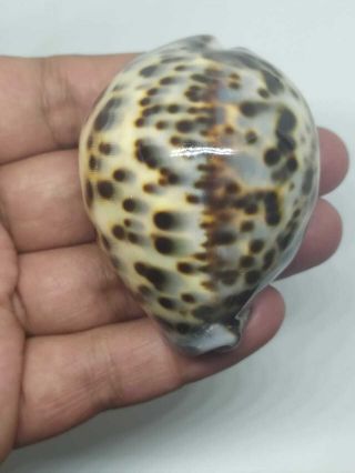 Cypraea Tigris Size 67.  62mm Gem Quality From Sumba Island Indonesia