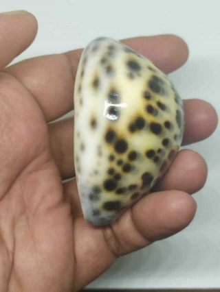 Cypraea Tigris Size 67.  62MM GEM Quality From Sumba Island Indonesia 3