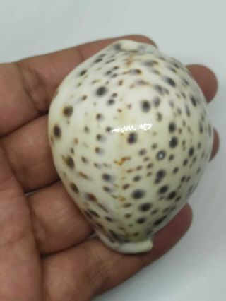 Cypraea Tigris Size 70.  87mm Gem Quality From Sumba Island Indonesia