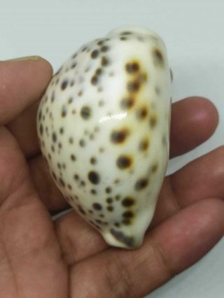 Cypraea Tigris Size 70.  87MM GEM Quality From Sumba Island Indonesia 2