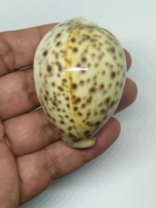 Cypraea Tigris Size 64.  06mm Gem Quality From Sumba Island Indonesia