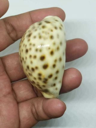 Cypraea Tigris Size 64.  06MM GEM Quality From Sumba Island Indonesia 2