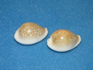 Seashells Cypraea Miliaris,  2 Shells