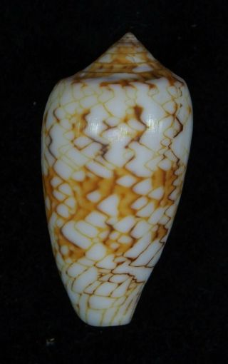 Seashell Conus Textile Sirventi