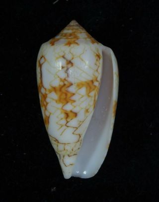 Seashell Conus Textile Sirventi 2