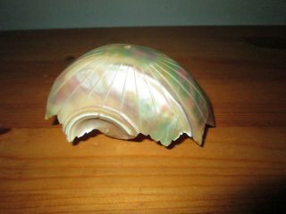 Vtg Hand Carved Nautilus Seashell Mother Of Pearl Carving 4 " Long 3 " Wide
