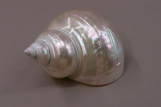 Polished Turbo Shell White - Decor Approx.  4 Inch - 10 Cm -