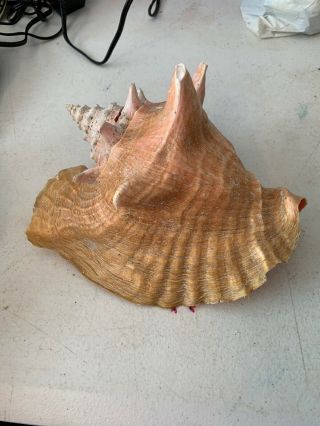 Vintage Large Pink Queen Conch Sea Shell 