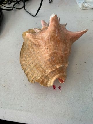 Vintage Large Pink Queen Conch Sea Shell  2